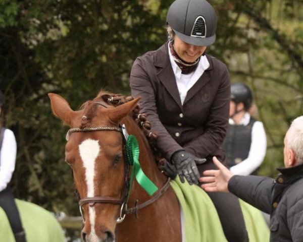 Pferd Gala (Lusitano, 2011, von Barocco)