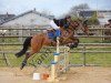 Springpferd Abelia de Pleville (Selle Français, 2010, von Hickstead)