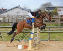 Springpferd Abelia de Pleville (Selle Français, 2010, von Hickstead)