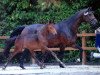 broodmare Cheyenne (Hanoverian, 2003, from Contendro I)