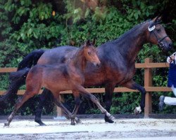 Zuchtstute Cheyenne (Hannoveraner, 2003, von Contendro I)