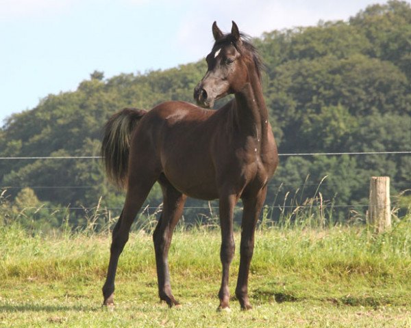 horse GH Shaine (Arabian thoroughbred, 2015, from Df Siraj ox)