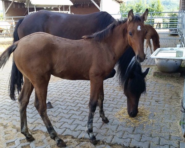 Pferd Glorious Sunfire (Mustang, 2016, von BestBreed Mustang Tumbleweed)