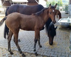 Pferd Glorious Sunfire (Mustang, 2016, von BestBreed Mustang Tumbleweed)