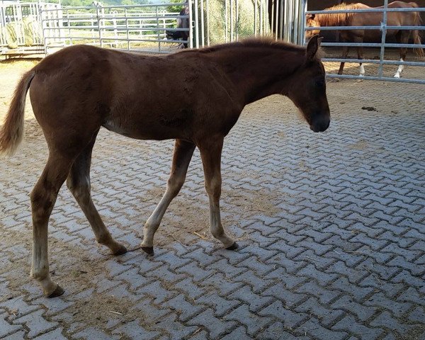 Pferd Glorious Luella (Mustang, 2016, von BestBreed Mustang Tumbleweed)