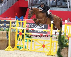 stallion Pacha de Preuilly (Selle Français, 2003, from Diamant de Semilly)