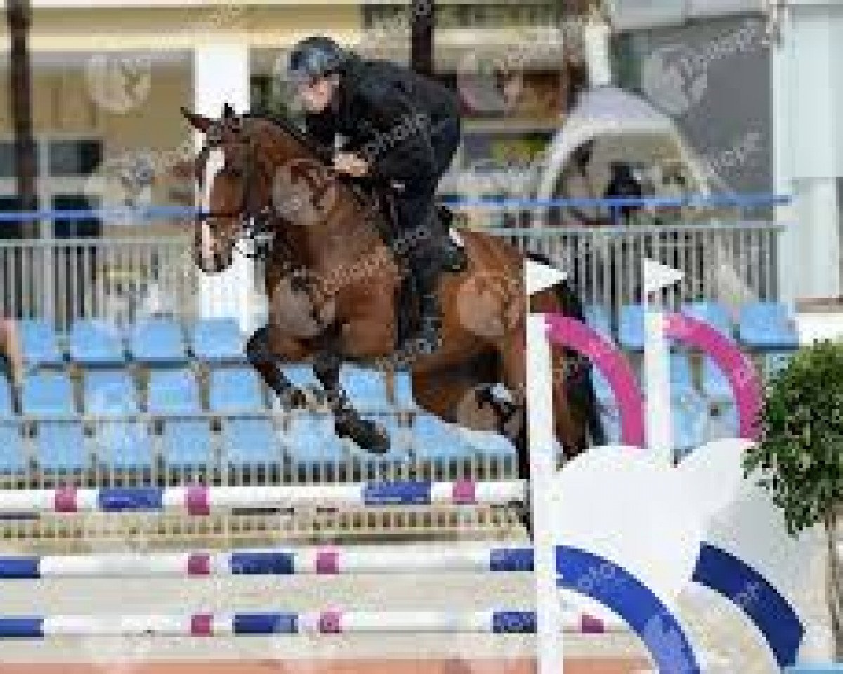 Springpferd Aachen du Rouet (Selle Français, 2010, von Untouchable M)