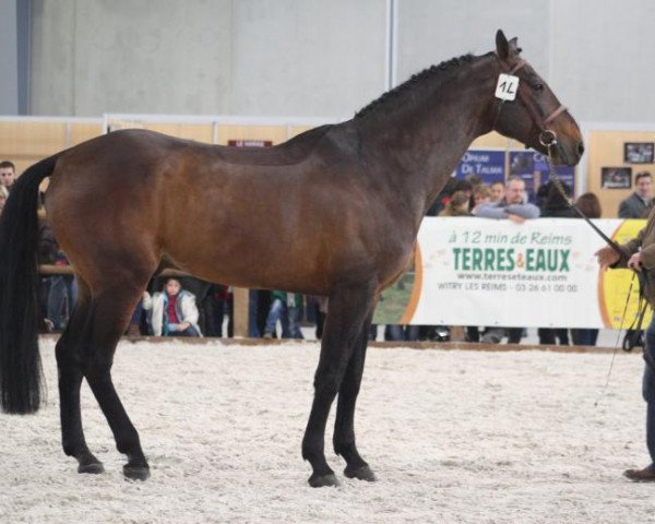 stallion Enzzo (Selle Français, 1992, from Oberon du Moulin)
