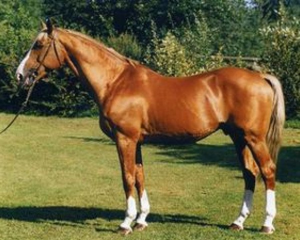 stallion Tenor de la Cour (Selle Français, 1985, from Grand Veneur)