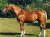 stallion Tenor de la Cour (Selle Français, 1985, from Grand Veneur)