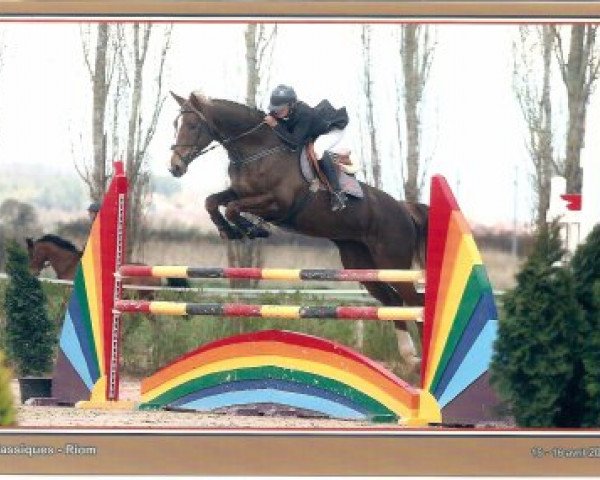 broodmare Perle des Pallieres (Selle Français, 2003, from Rosire)