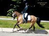 dressage horse Heitholms Champ of Class (German Riding Pony, 2011, from FS Chambertin)