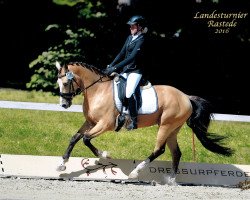 dressage horse Heitholms Champ of Class (German Riding Pony, 2011, from FS Chambertin)