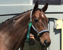 dressage horse Duke of Cologne (Rhinelander, 2011, from Diamond Hit)