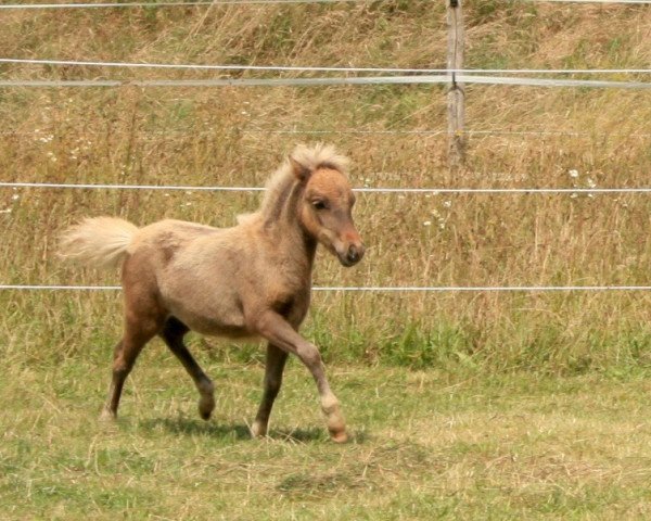 Pferd Isarons Joy (Dt.Part-bred Shetland Pony, 2016, von Isarons Rock'n Roll)