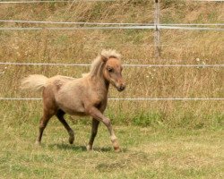 horse Isarons Joy (Dt.Part-bred Shetland Pony, 2016, from Isarons Rock'n Roll)