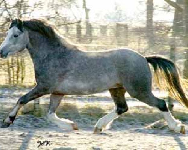 horse Blackhill Fancy Man (Welsh mountain pony (SEK.A), 2003, from Springbourne Hector)