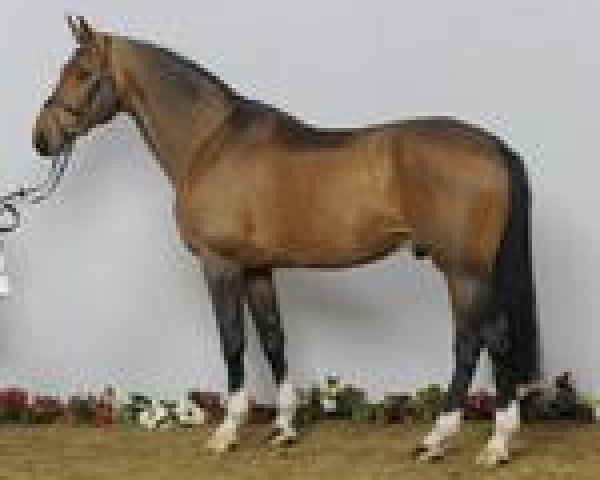stallion Kash de Prissey (Selle Français, 1998, from Le Tôt de Semilly)