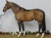 stallion Kash de Prissey (Selle Français, 1998, from Le Tot de Semilly)