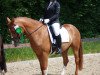 dressage horse Doctor's Darling (German Riding Pony, 2011, from Fs Dr Watson)