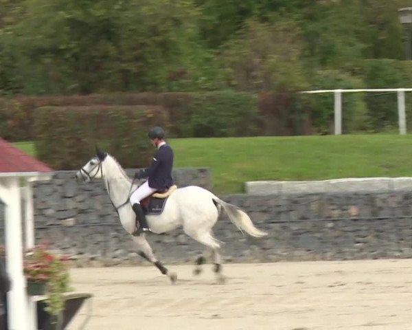 Reitturnier Frankenhof-Sonnefeld/Ofr. 2019