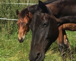 broodmare Wiener Traum (Hanoverian, 1992, from Wiener Domspatz I)