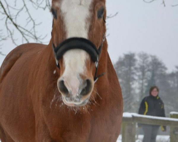 Pferd Fango 58 (Hessisches Warmblut, 1984, von Fugger)