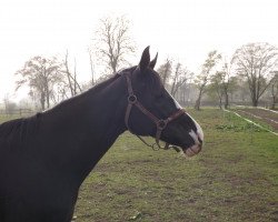 broodmare Bint Biotop (Russian Trakehner, 2003, from Biotop)