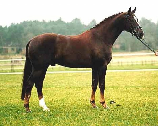 stallion Farrington (Dutch Warmblood, 1987, from Wellington)