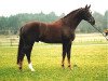 stallion Farrington (Dutch Warmblood, 1987, from Wellington)