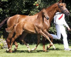 Zuchtstute Padegini (KWPN (Niederländisches Warmblut), 1997, von Farrington)