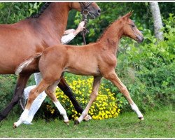 Springpferd Ibora (KWPN (Niederländisches Warmblut), 2013, von Estoril)