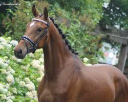 jumper Ike (KWPN (Royal Dutch Sporthorse), 2013, from Cream On Top)