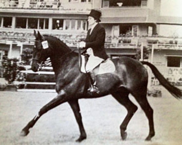 Pferd Gay Gordon xx (Englisches Vollblut, 1949, von Jiudo xx)