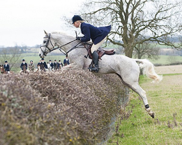 Pferd Little Tiger (British Sport Horse, 1995, von Java Tiger xx)