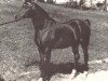 stallion Orbit ox (Arabian thoroughbred, 1958, from Rafferty ox)