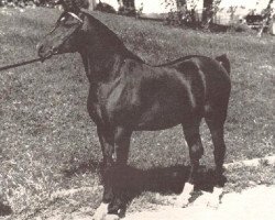 stallion Orbit ox (Arabian thoroughbred, 1958, from Rafferty ox)