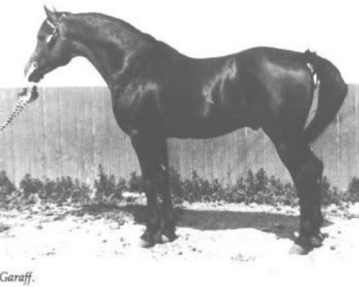stallion Garaff ox (Arabian purebred, 1948, from Raffles ox)