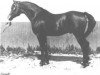 stallion Garaff ox (Arabian thoroughbred, 1948, from Raffles ox)