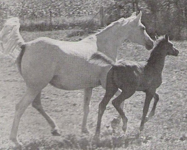 Zuchtstute Rafgida ox (Vollblutaraber, 1948, von Raffles ox)