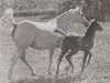 broodmare Rafgida ox (Arabian thoroughbred, 1948, from Raffles ox)