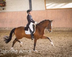 stallion Casper 286 (German Riding Pony, 2007, from Charm of Nibelungen)