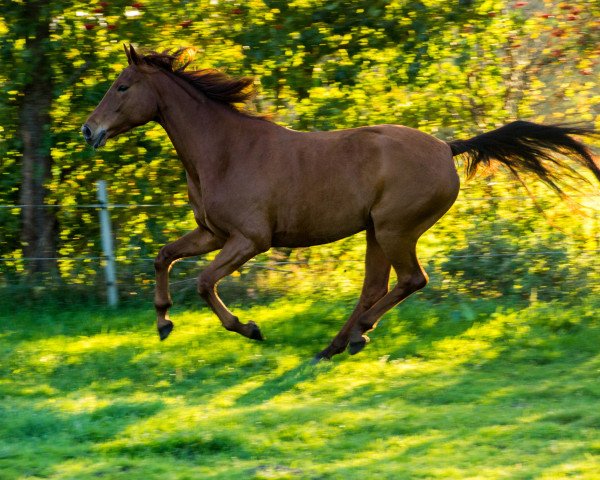 dressage horse Razzouna Marlou (Oldenburg, 2009, from Serano Gold)