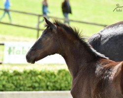 broodmare Iberia 36 (Hanoverian, 2016, from Ivanhoe)