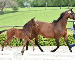 horse Hengst von Contendro I (Hanoverian,  , from Contendro I)