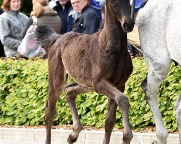 Springpferd Colliers Carlotta (Hannoveraner, 2016, von Codex One)