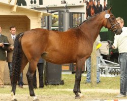 broodmare Hollywood (Hanoverian, 2000, from Heraldik xx)