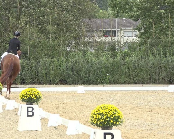 Reitturnier Deitingen 2019