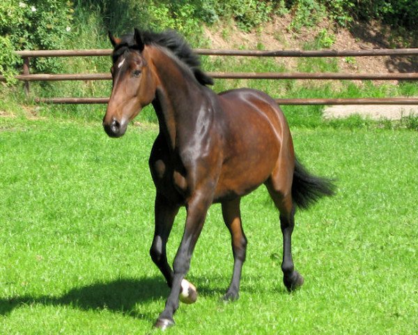 broodmare Donna Hit (Hanoverian, 2003, from Don Schufro)