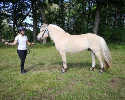 horse Elmelts Fjellprins (Fjord Horse, 2016, from Fjelltor N.2527)